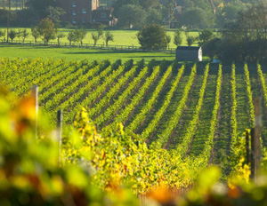 Chapel Down Vineyard